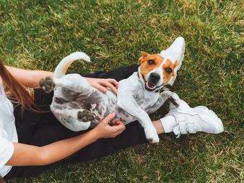 Why Do Dogs Kick Their Legs When You Scratch Them? 6 Possible Reasons Explained