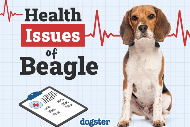 Beagle Health Issues: 7 Vet-Verified Common Diseases to Look Out For