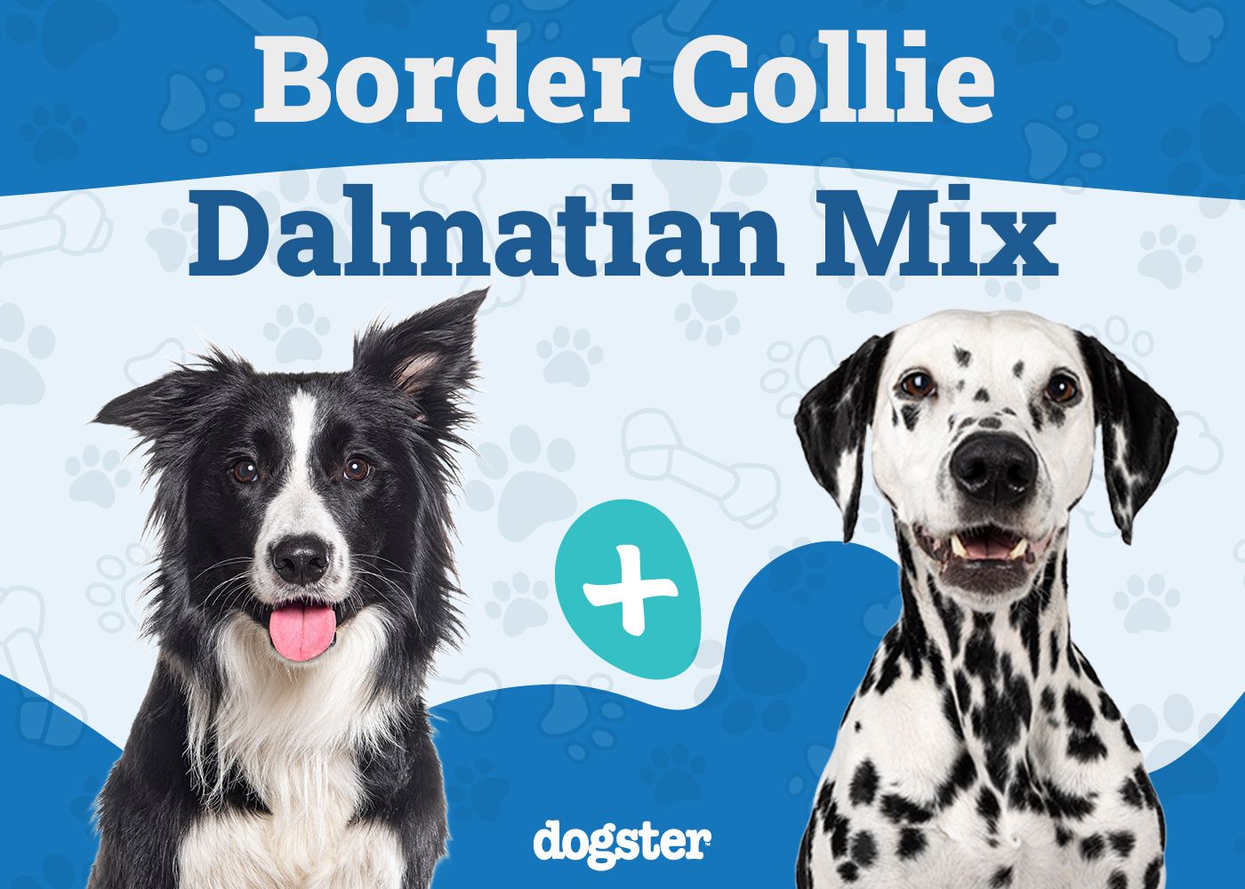 Bodacion - Border Collie Dalmatian