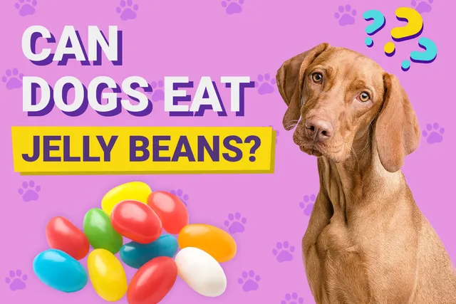 Can Dogs Eat Jelly Beans? Vet-Verified Nutrition Facts & FAQ