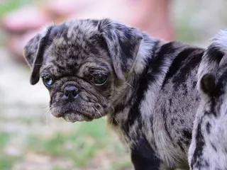 Merle Pug: Info, Pictures, Origin & History