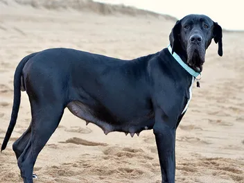 How Long Will My Great Dane Be Pregnant? Vet-Verified Info