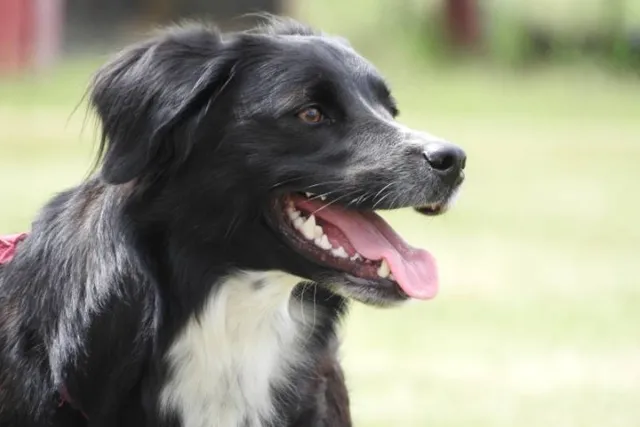 5 Vet-Verified Facts About Your Dog's Teeth That May Surprise You