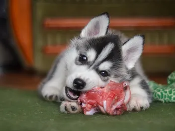 5 Best Sources of Iron for Dogs (& How Much They Need Daily)