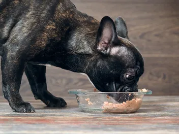 8 Best Dog Foods at Target in 2026 - Reviews & Top Picks