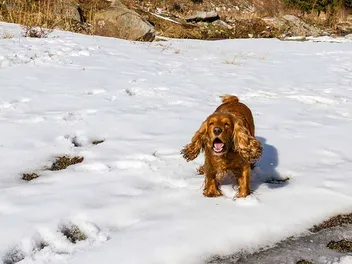 Do Cocker Spaniels Bark a Lot? How Much & How to Stop It (Vet-Reviewed)