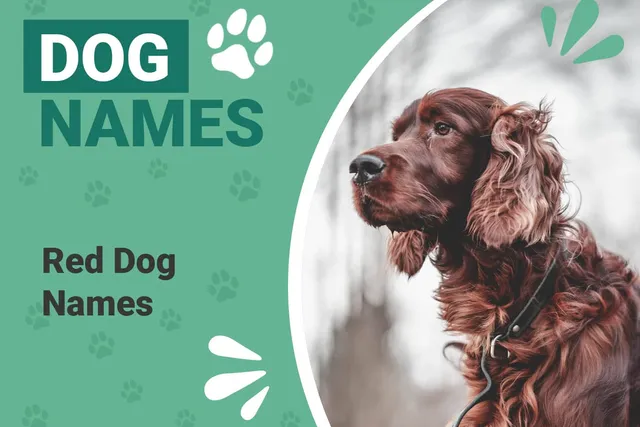 195 Red Dog Names: Top Names for Fiery Canines