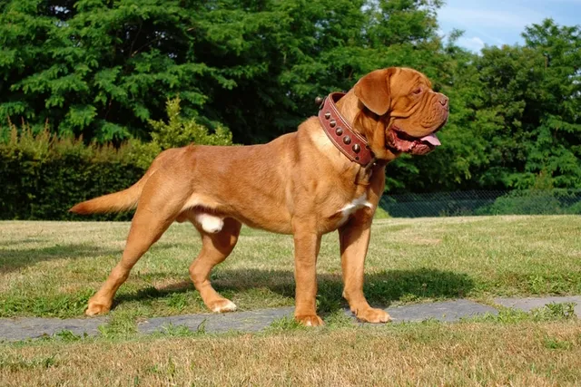 Dogue De Bordeaux Dog Breed: Info, Pictures, Care & More