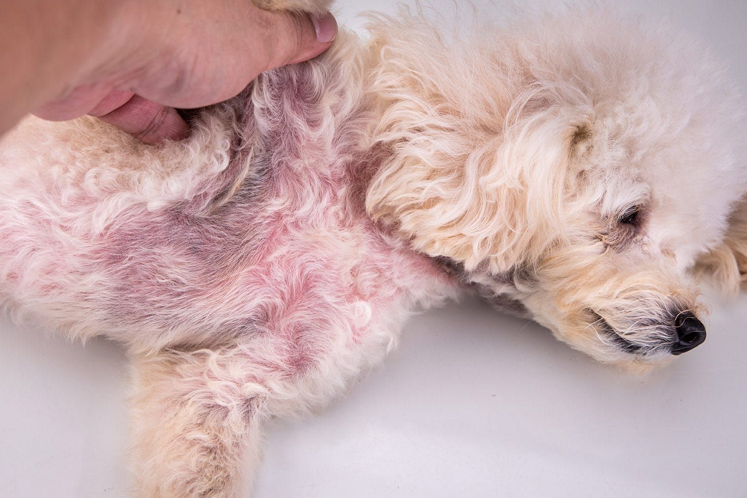 Dog with yeast infection