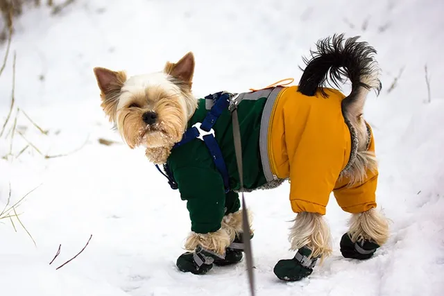 How to Train Your Dog to Wear Dog Boots: 5 Vet-Approved Tips