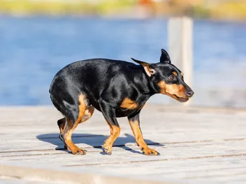 Hydrophobia in Dogs: Vet-Verified Signs, Causes & Care Guide