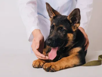 Why Is My Dog's Tongue White? 6 Vet-Verified Reasons