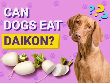 Can Dogs Eat Daikon? Vet-Approved Facts & FAQ