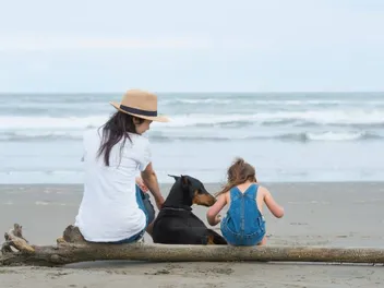 Top 7 Dog-Friendly Beaches in Provincetown, MA (With Pictures)