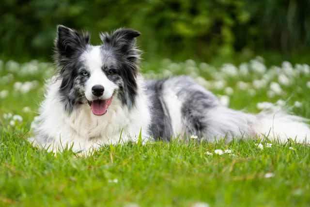 14 Blue Dog Breeds: Info, Pictures, Origin & More
