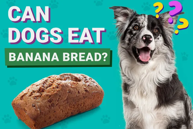 Can Dogs Eat Banana Bread? Vet-Reviewed Facts & Safety Guide