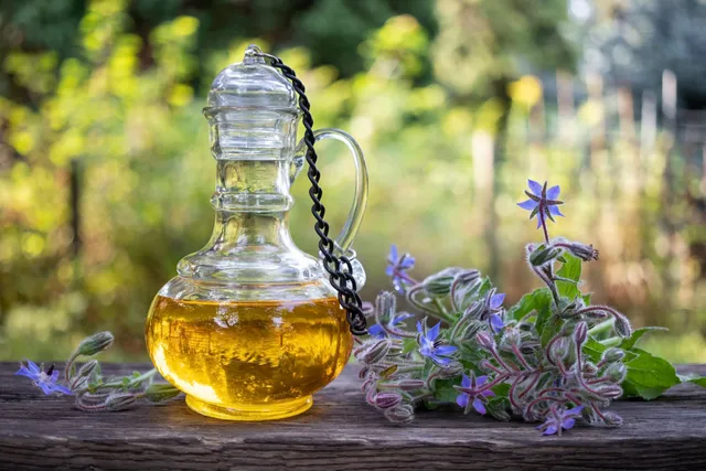 Black Currant, Evening Primrose & Borage Oils for Dogs (Vet Answer)
