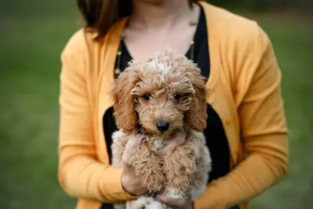 Are Goldendoodles Prone to Sensitive Stomachs? Vet-Approved Facts & Explanation