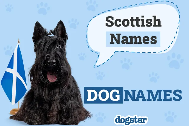 150+ Scottish Dog Names: Female and Male Ideas with Meanings