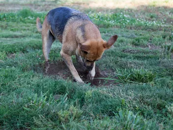Why Do Dogs Bury Bones? Vet-Approved Explanation & How to Prevent It
