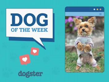 Dogster Photo Contest: Dogs of the Week Winners (June 12, 2025)