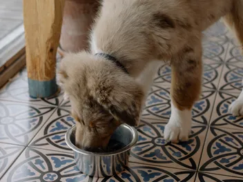 Is It Okay to Feed Stray Dogs? Vet-Approved Reasons & Advice