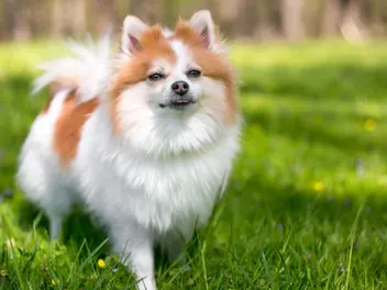 Why Is My Pomeranian Shaking? 6 Likely Reasons