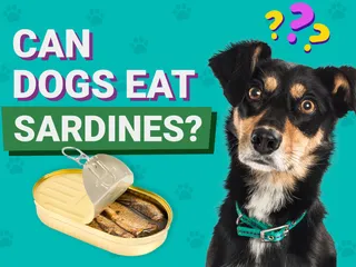 Can Dogs Eat Sardines? Vet-Verified Nutrition, Types & Preparation