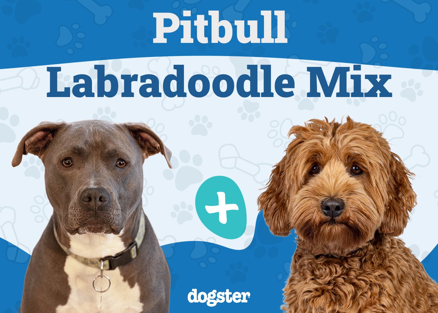 Pitbull Labradoodle Mix