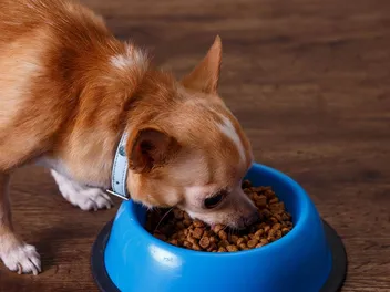 10 Best Canned & Wet Dog Foods for Small Dogs in 2026 - Reviews & Top Picks