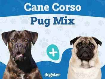 Cane Corso Pug Mix: Info, Pictures, Care & More