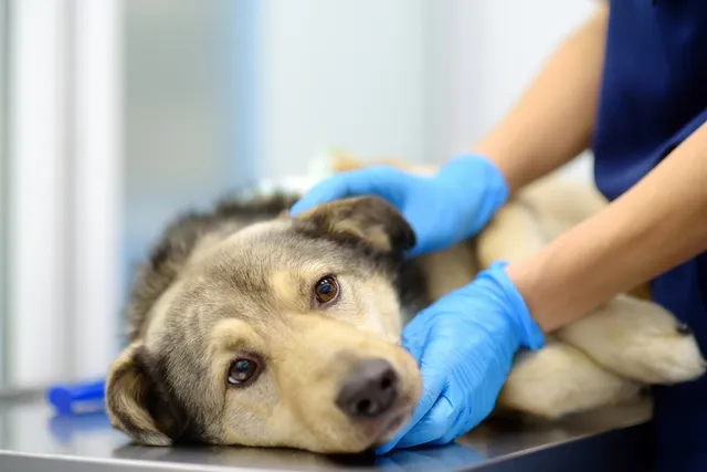 Xylitol Poisoning in Dogs: Our Vet Explains the Signs, Treatment & Prevention