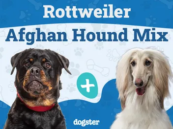 Rottaf (Rottweiler & Afghan Hound Mix): Info, Pictures, Care & More