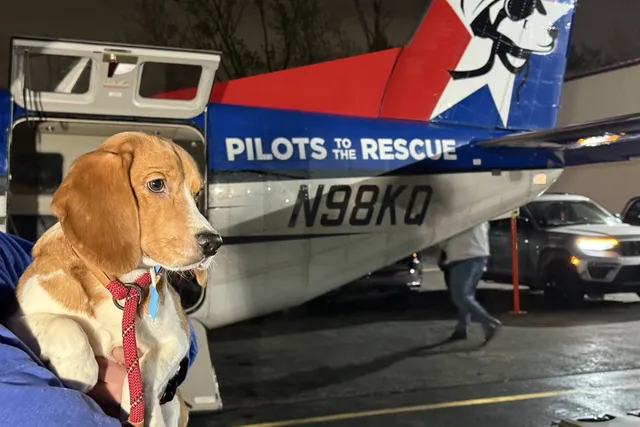 1,500 Beagles Rescued from Wisconsin Lab Farm – Here's Where They're Going