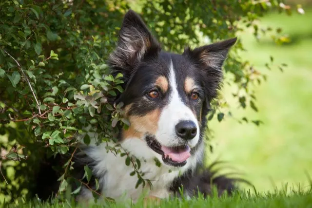 Tri-Color Border Collie: Info, Pictures, Origin & History