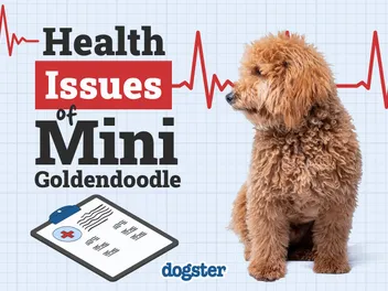 8 Mini Goldendoodle Health Issues: Signs & Care Tips