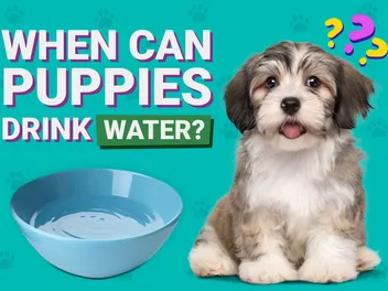 When Can Puppies Drink Water? Vet-Verified Development Facts & Care Tips