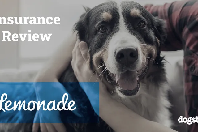 Lemonade Pet Insurance Review 2026: Pros, Cons & Verdict