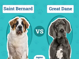 Saint Bernard vs. Great Dane – Which Should I Choose?