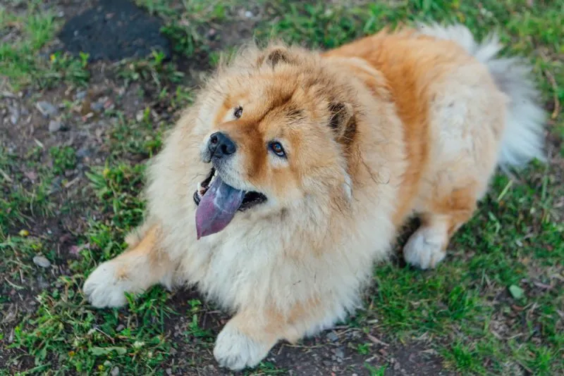 Red hair chow chow