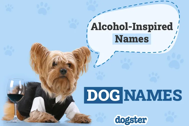 225 Alcohol-Inspired Dog Names: Silly Ideas for Your Booze Hound