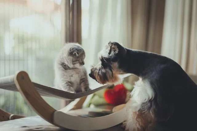 Do Dogs Think Cats Are Dogs? Facts & FAQ