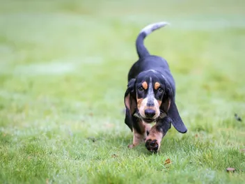 Basset Bleu Gascogne Dog Breed: Info, Pictures, Care, Traits & More