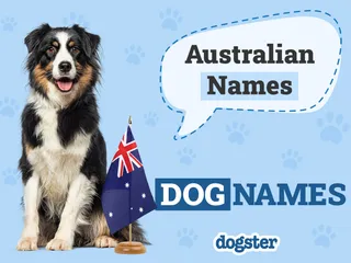 250+ Australian Dog Names: Popular Options From Down Under