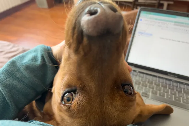 Building Trust with Rescue Dogs: Hela's Story