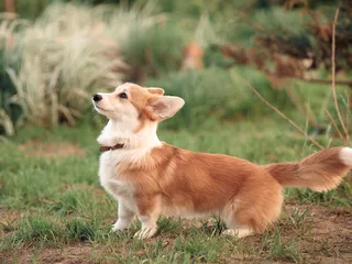 International Corgi Day 2026: What Is It & How It's Celebrated