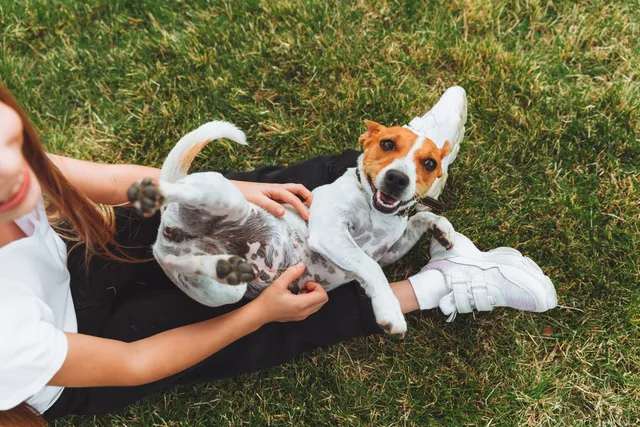 Why Do Dogs Kick Their Legs When You Scratch Them? 6 Possible Reasons Explained