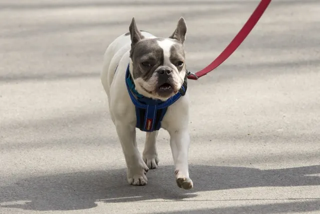 How Much Are French Bulldogs in 2026? Pricing Guide