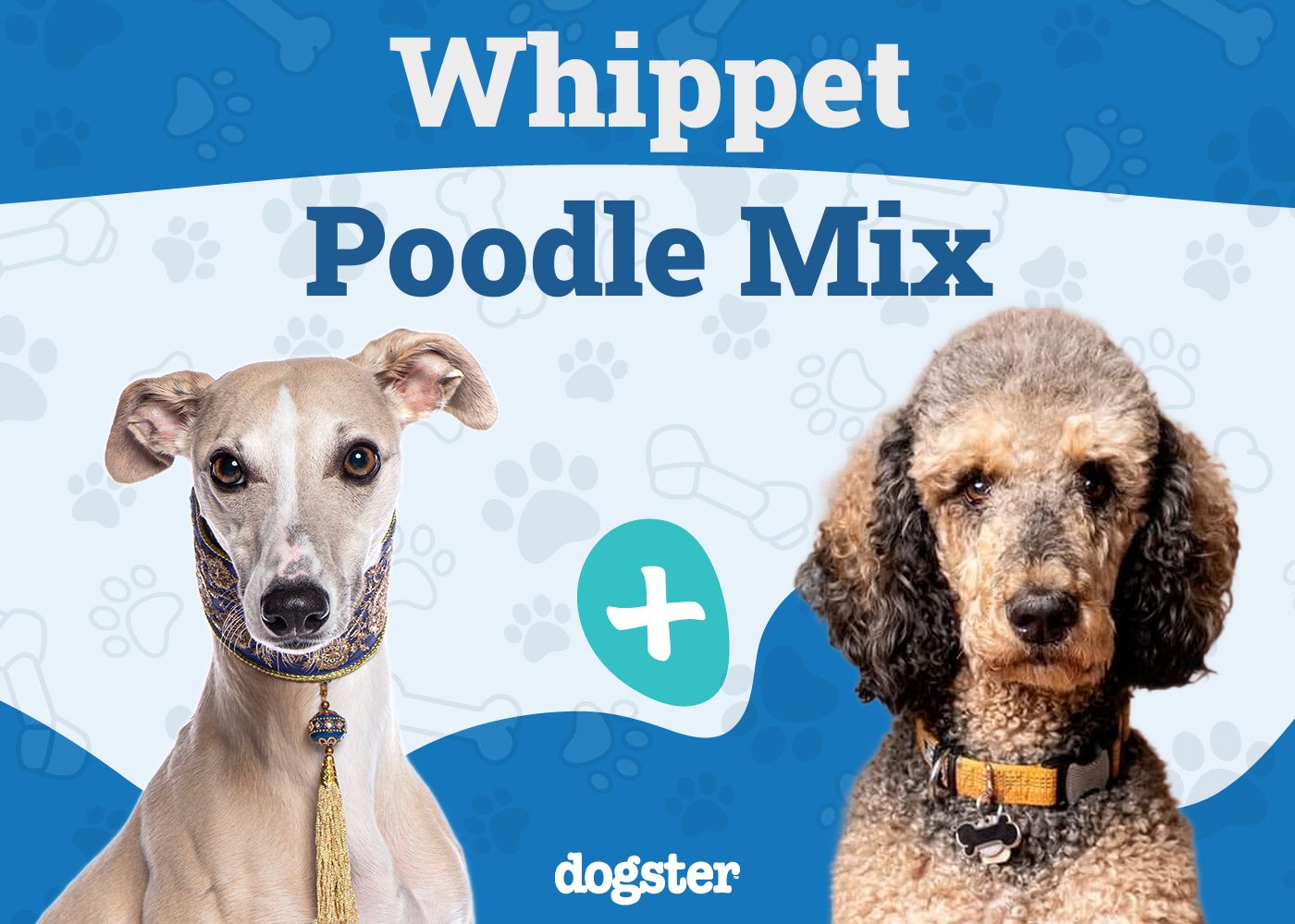 Whipoodle - Whippet Poodle Mix