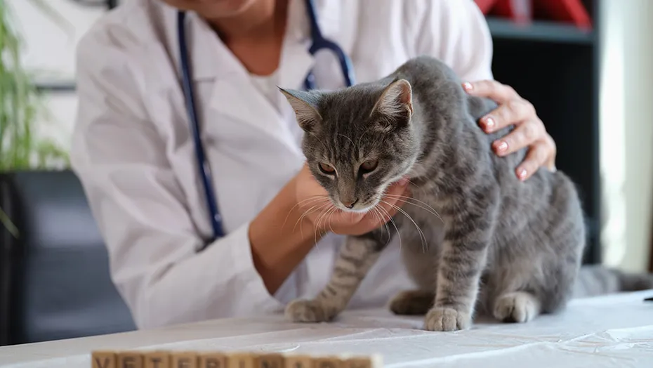 veterinarian holds sick cat close up